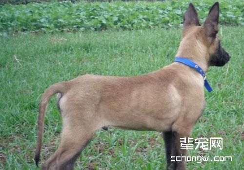 马犬的体型外貌有什么特点？