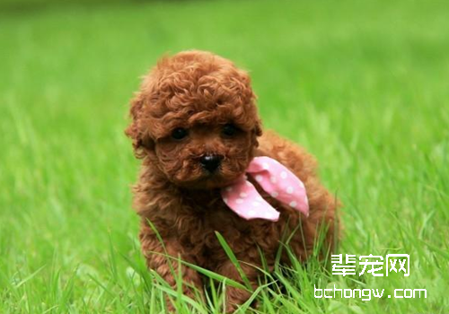 选购泰迪幼犬的5个健康特征