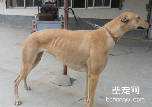 格力犬的训练方法有哪些？