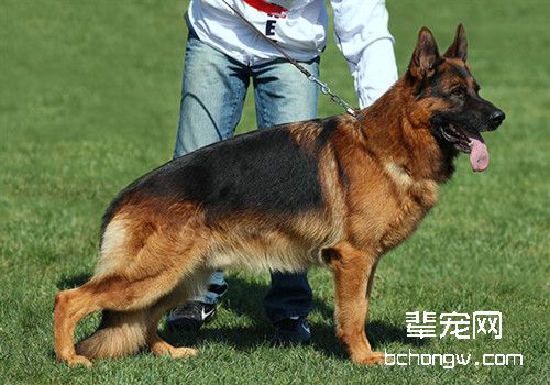 中国国内的七种警犬介绍