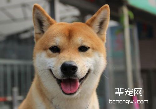 柴犬是全世界最幸福的小狗吗？