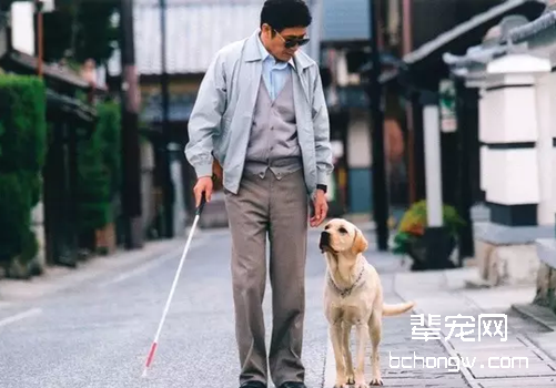 你不知道的生活里各种各样的服务犬