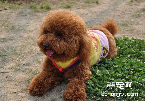 泰迪犬为什么会褪色？