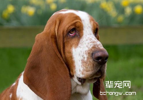 狗的智商排名有必要吗？