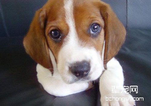 巴吉度犬的智商高吗？