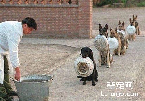 五种没办法加入警队的狗狗，竟然有金毛？