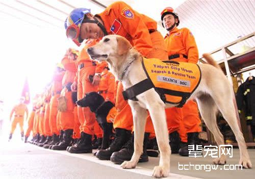 搜救犬的历史和工作介绍