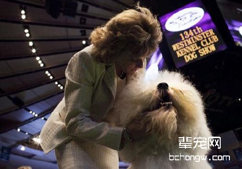 AKC标准认可的工作犬组
