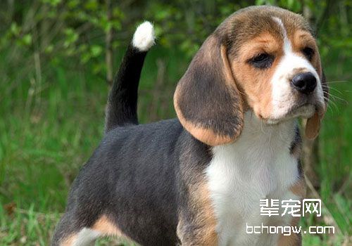 如何选购一只上等的比格犬？