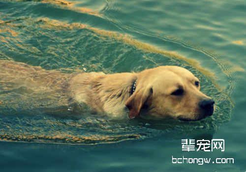 带狗狗运动的一些注意要点
