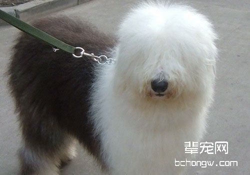 古牧需要补钙吗？