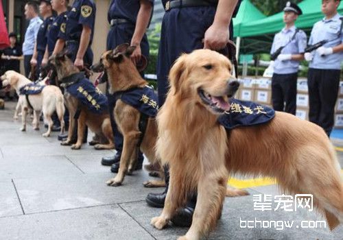 缉毒犬的历史和工作介绍