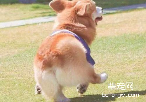 修剪柯基屁屁毛发的注意事项