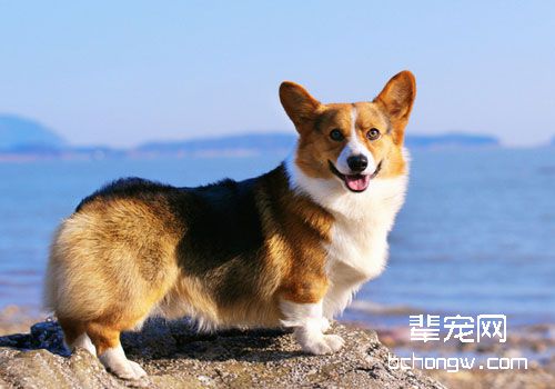 柯基是女王的最爱？