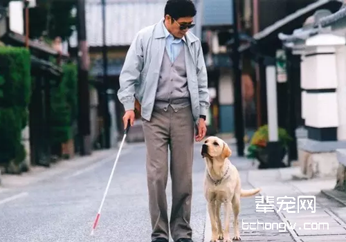 导盲犬的历史和工作介绍