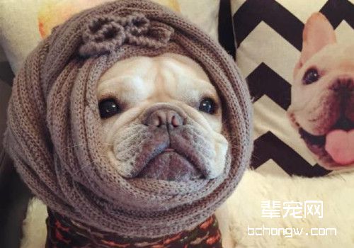 斗牛犬挑食怎么办？