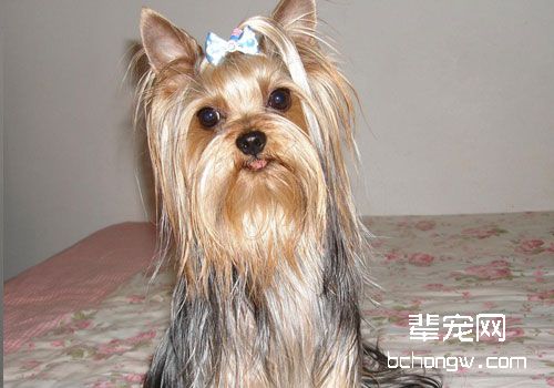 约克夏选购时怎么看品相？