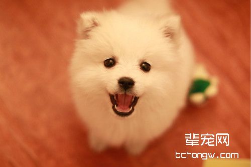 银狐犬能长多大