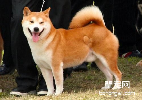 网红神烦狗秋田被禁养？
