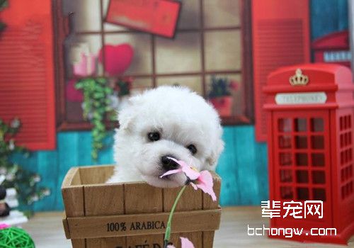 比熊毛色发黄怎么办？