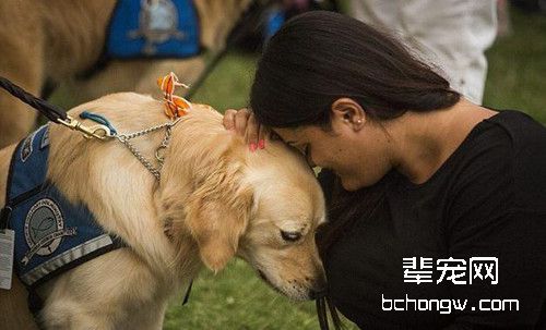 难过就抱着我哭一会吧——奥兰多枪击案后，安慰犬出发了