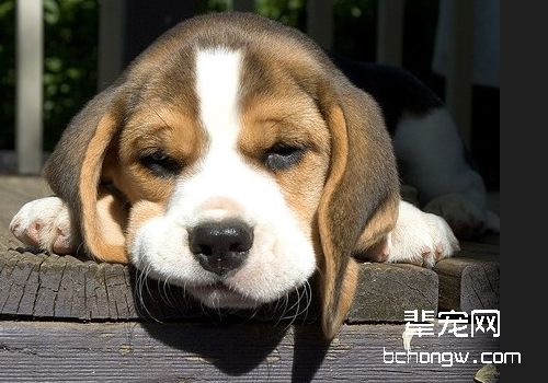 比格犬的美容技巧