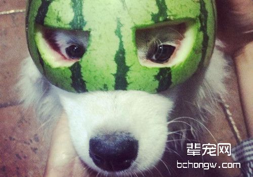 狗狗夏天能吃西瓜么？