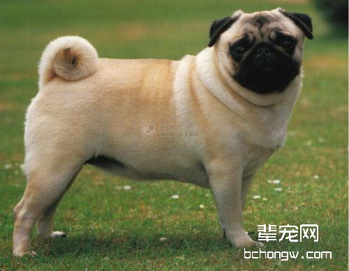 哪些狗狗天生容易肥胖