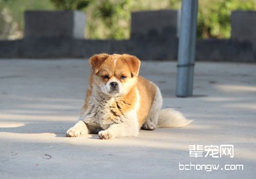 狗狗不爱吃犬粮的原因有哪些？