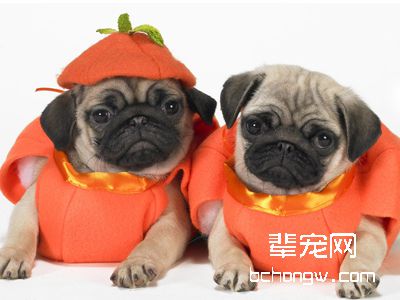 狗狗减肥常见的误区