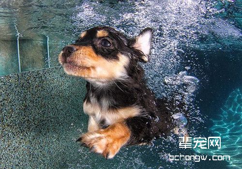 狗狗游完泳这些工作更重要