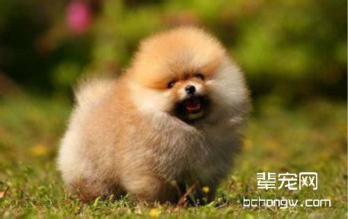狗狗减肥，你需要这样做