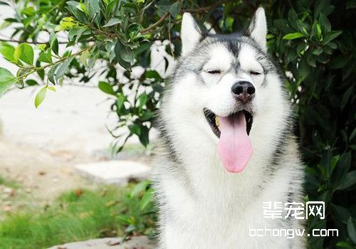 夏天哈士奇喂养的一些注意事项
