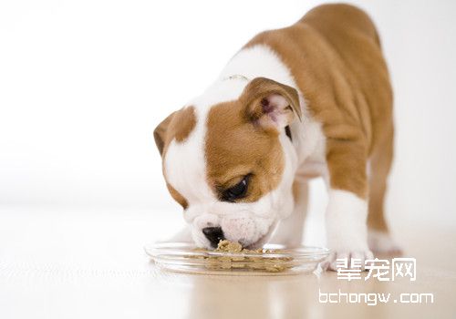 狗狗处方粮的作用和喂养注意事项