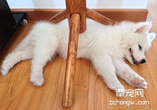 夏天要让狗狗吹空调么？