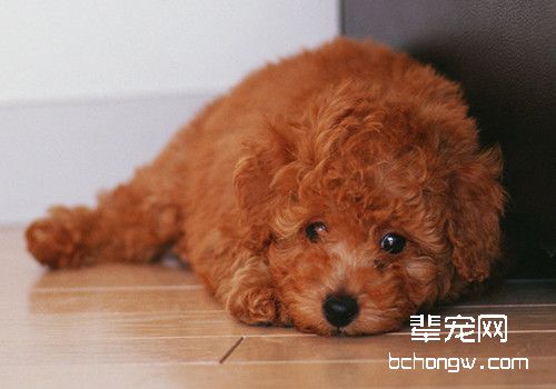 泰迪狗狗中暑了怎么办？