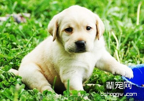 断奶后的幼犬应该喂多少口粮？