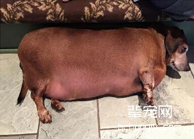 如何判断狗狗肥胖