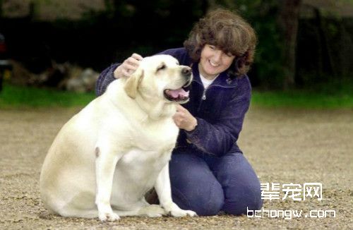 狗狗易发胖 原来是基因在影响