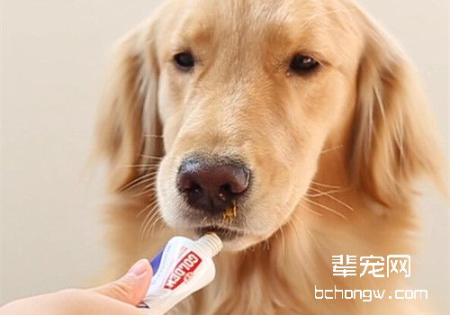 狗狗营养膏喂养的几个注意事项