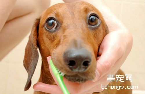 狗狗刷牙需要注意什么