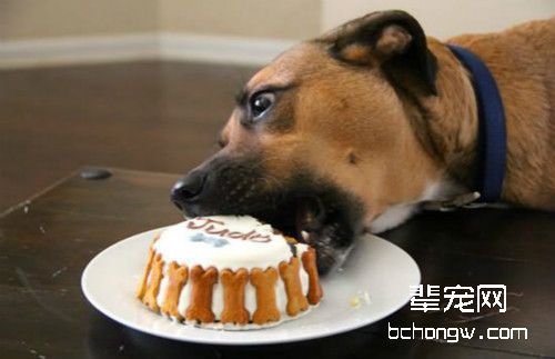 如何正确利用狗狗零食