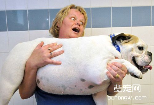 狗狗发胖有哪些危害