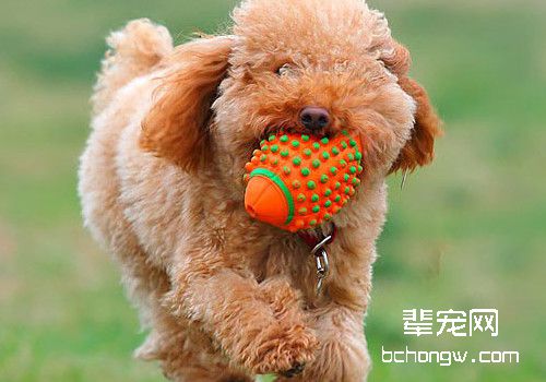 带狗狗运动的注意事项
