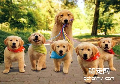 金毛遛狗过程中的几个注意事项