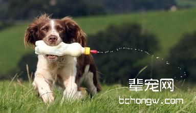 狗狗奶瓶怎么用