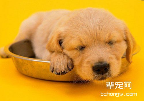 不要混喂处方粮与普通粮