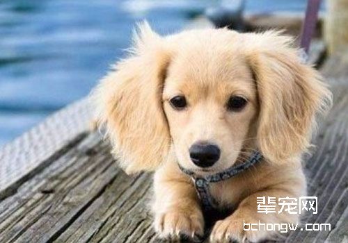 宠物驱虫什么时候做比较好？