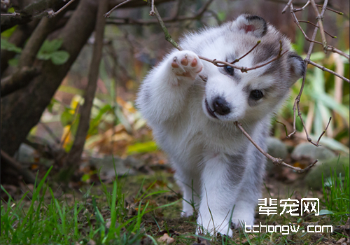 哈士奇为什么总流口水