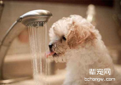 狗狗补水的重要性